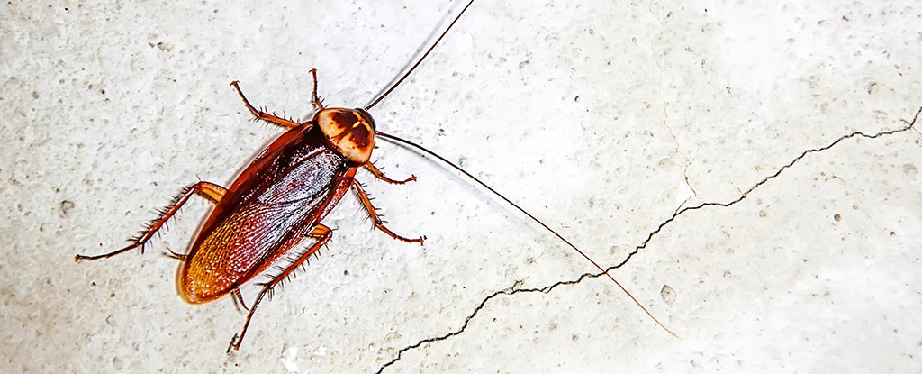 踩死的小强为什么第二天没了,小强踩死还能复活吗