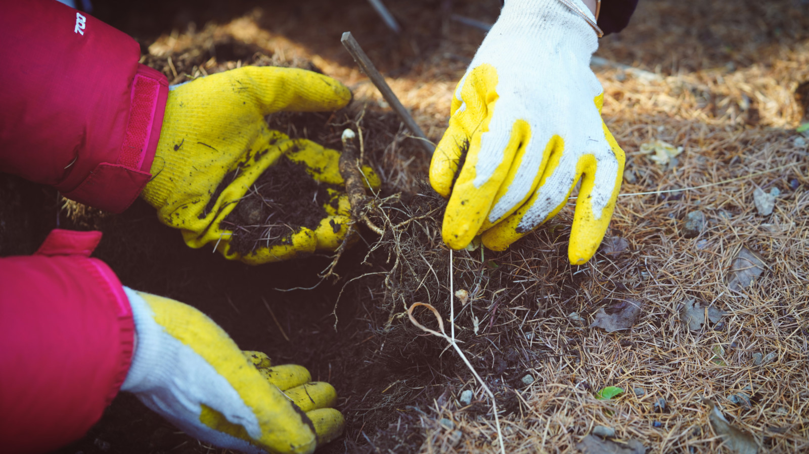 哇,人参随便挖!韩国还能这么玩