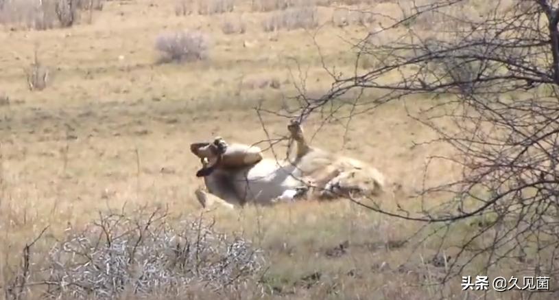 动物被蛇咬为什么不会死,狮子吃了被蛇咬的动物