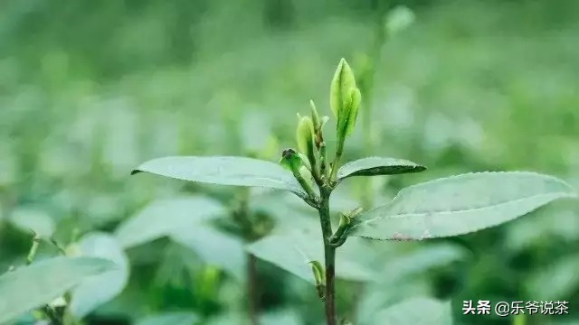 新手购茶防坑建议