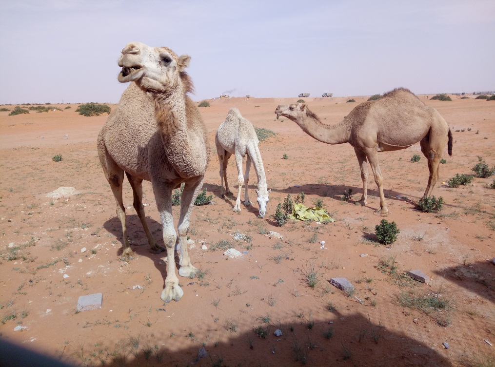 一个沙特打工仔的自述，完全不同的中东风情