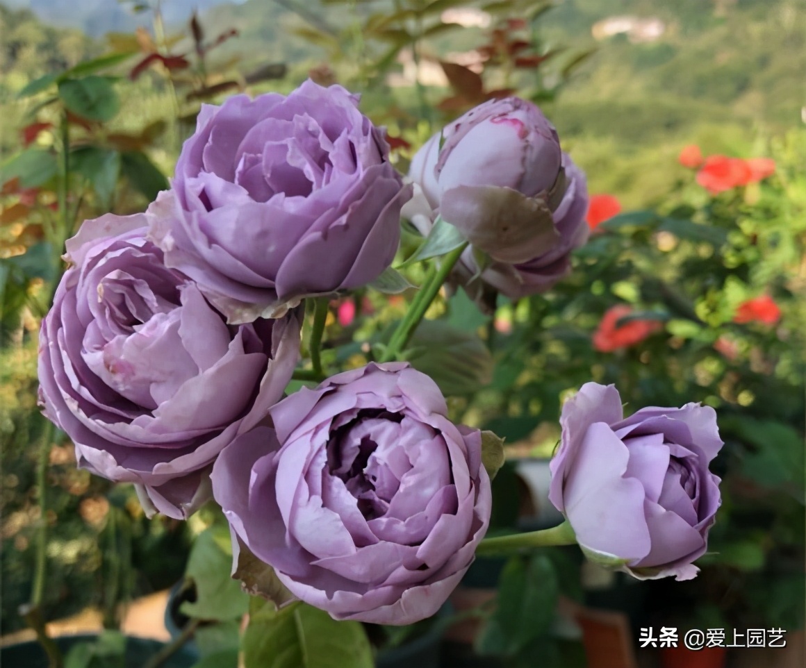 好看好养有甜香的月季,好看好养的月季花品种