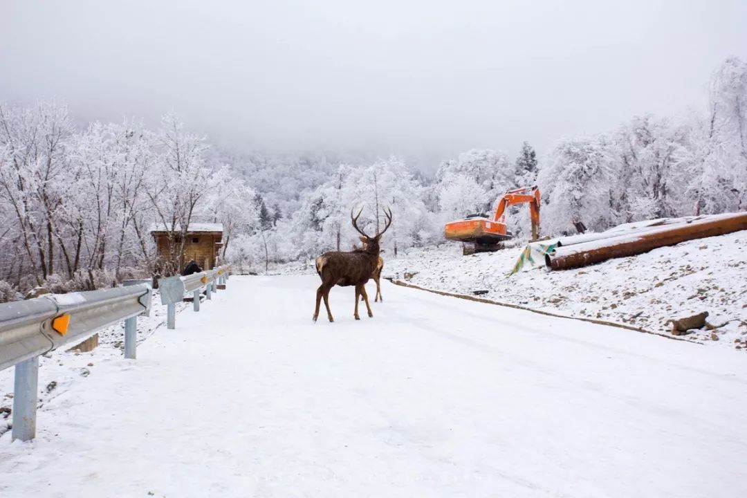 成都附近看雪一日游推荐表,成都周边轻徒步玩雪一日游