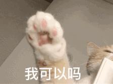 柯尼斯卷毛猫跟无毛猫哪个好,柯尼斯卷毛猫2000能买吗