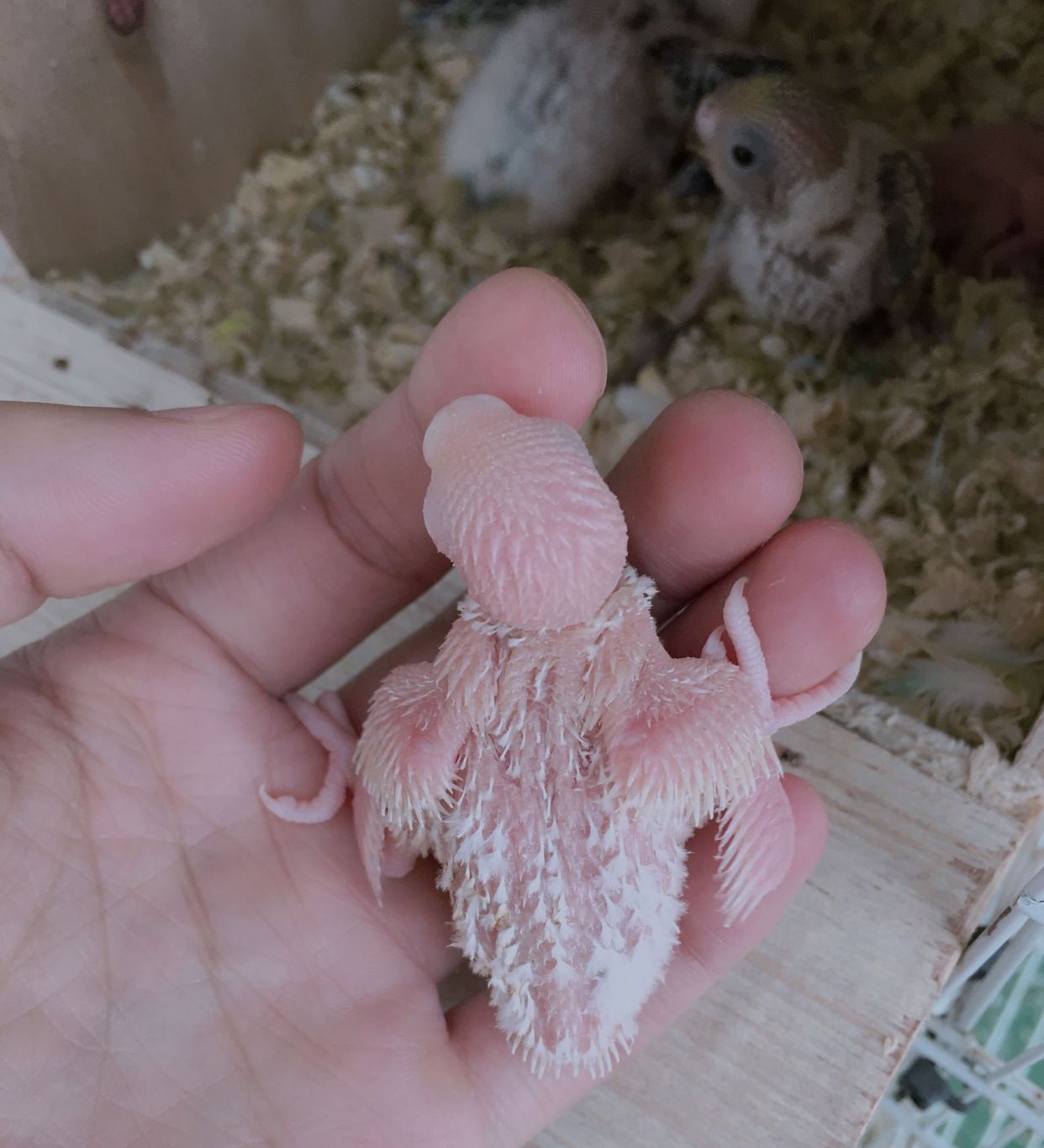 鸟如何生蛋科普,如何鉴别鸟蛋有没有苗