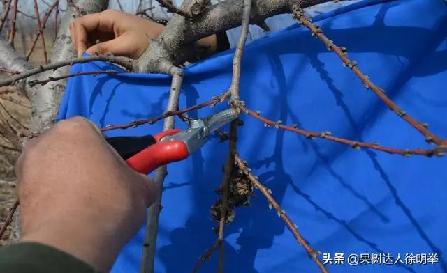 桃树修剪时间及各阶段修剪技术,大口径修剪桃树剪刀
