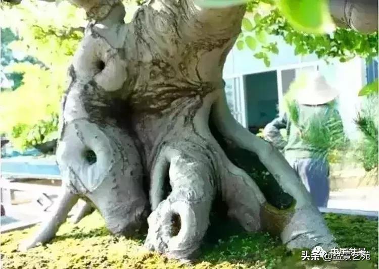 最简单的金奖盆景,金奖榆树盆景制作