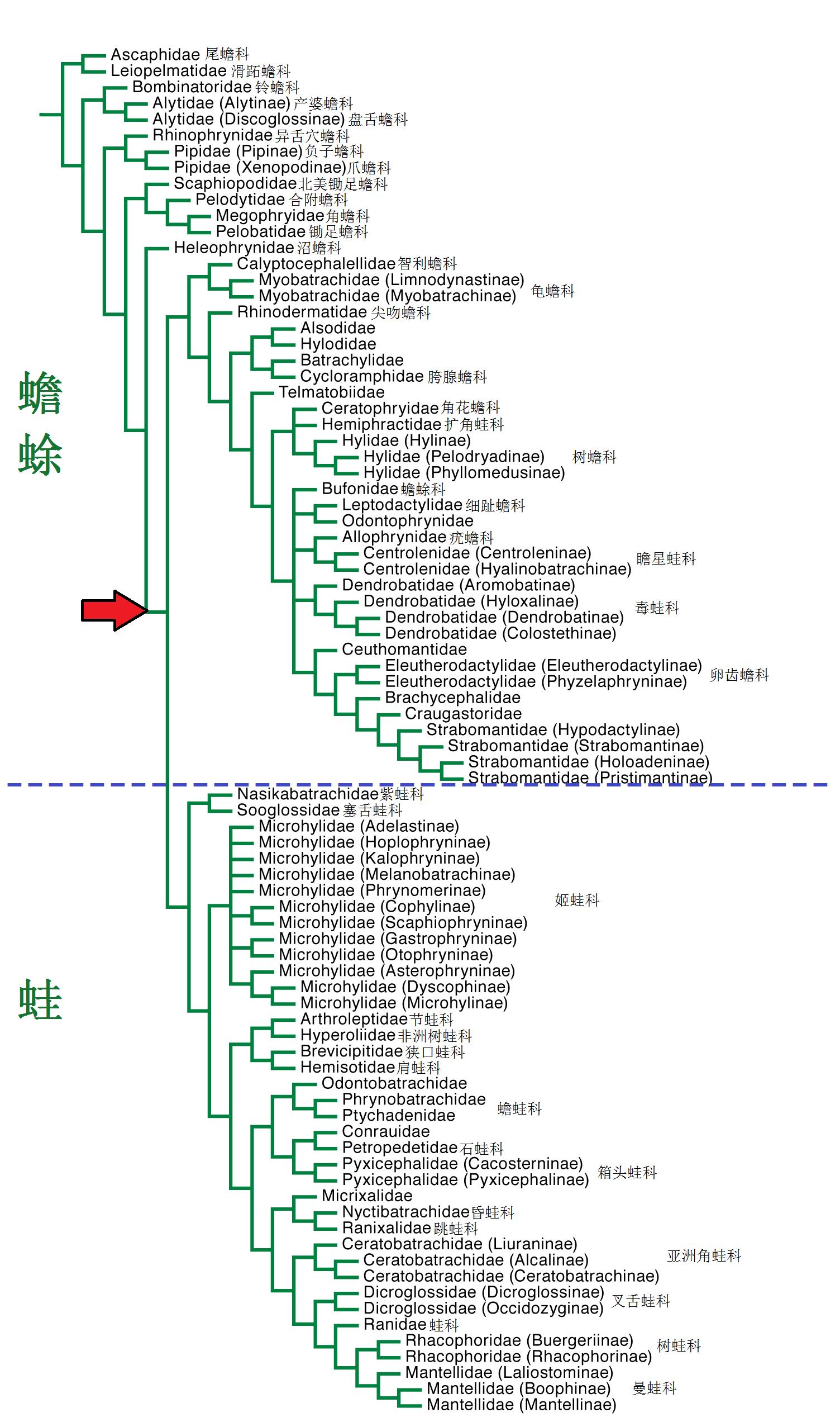青蛙辨别颜色小视频,青蛙鉴定
