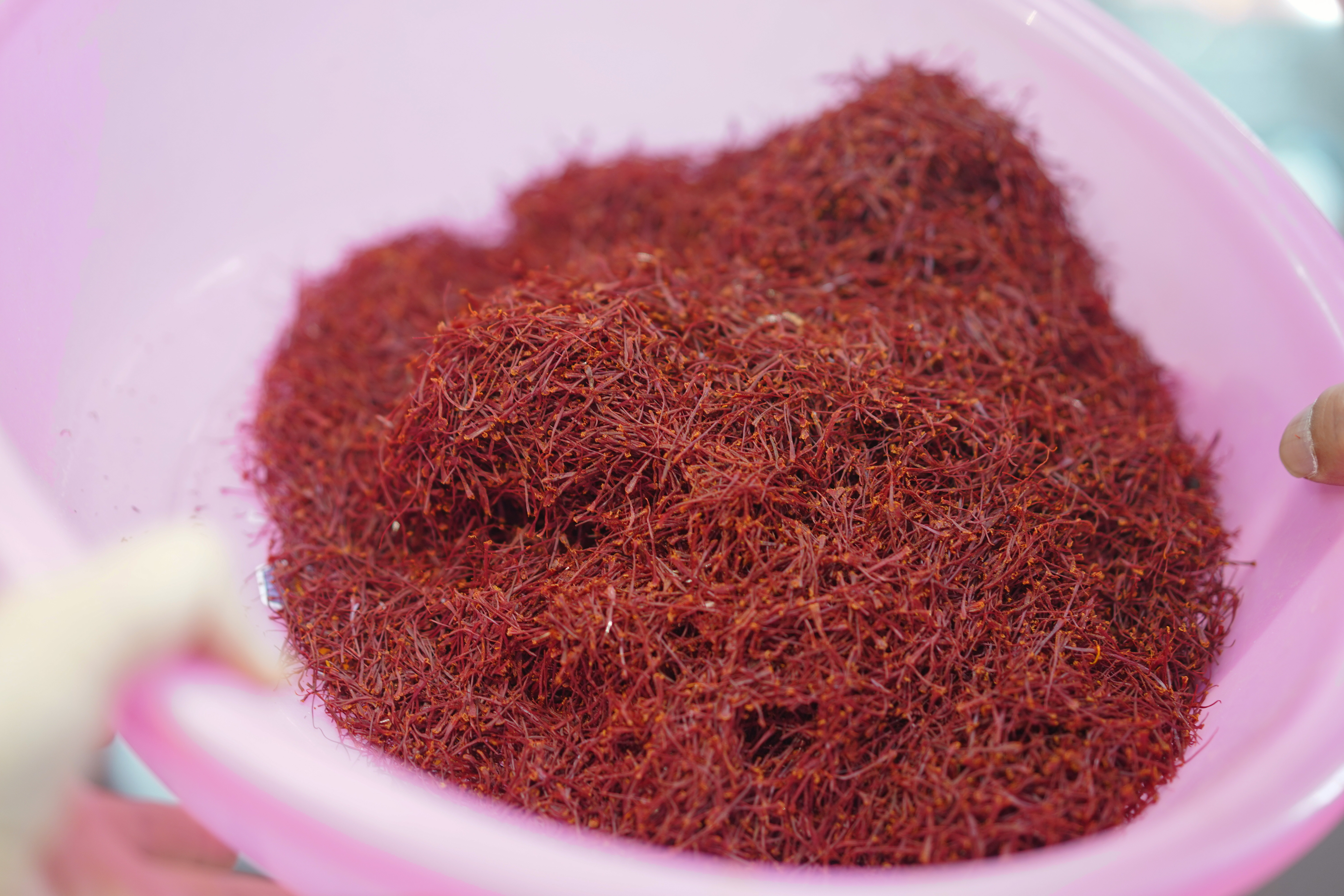 有一种植物产自伊朗和上海,却被误解为*藏西**特产,游客打飞的去买