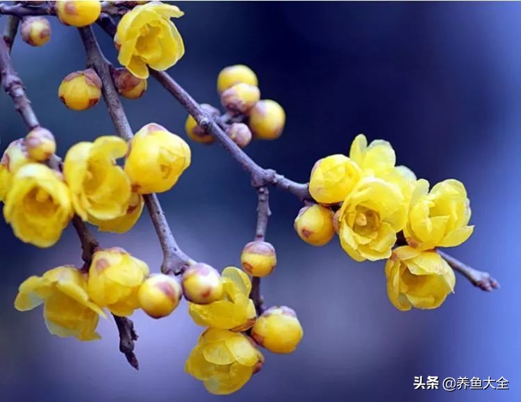 盆栽腊梅如何养？教你3个养护腊梅的小妙招，花开旺盛香飘满屋