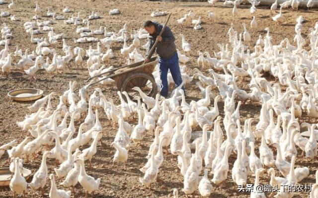 在农村霍乱为鹅禽的常见病，从病原到防治，为您剖析