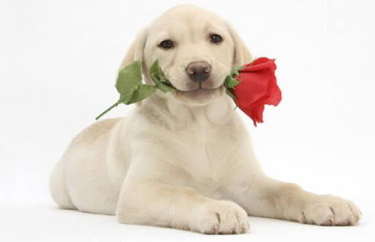 拉布拉多犬的优点和缺点300字,拉布拉多犬的优点和缺点