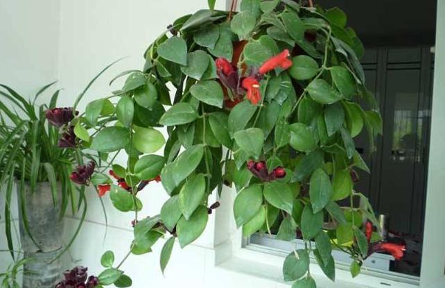 口红花的养殖方法和注意事项,口红花怎么养步骤教程