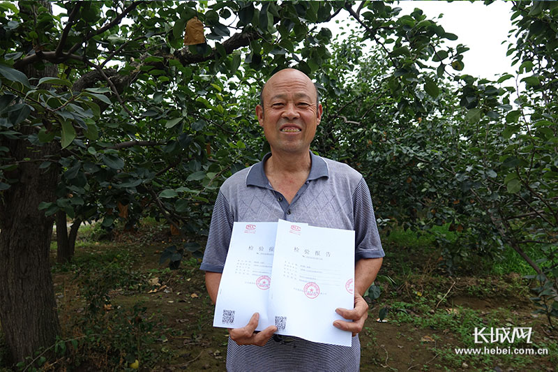 河北晋州特级甜鸭梨,河北百年老梨树鸭梨