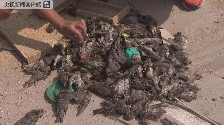 从禾花雀到云雀，又一种鸟快被中国人吃绝种了！