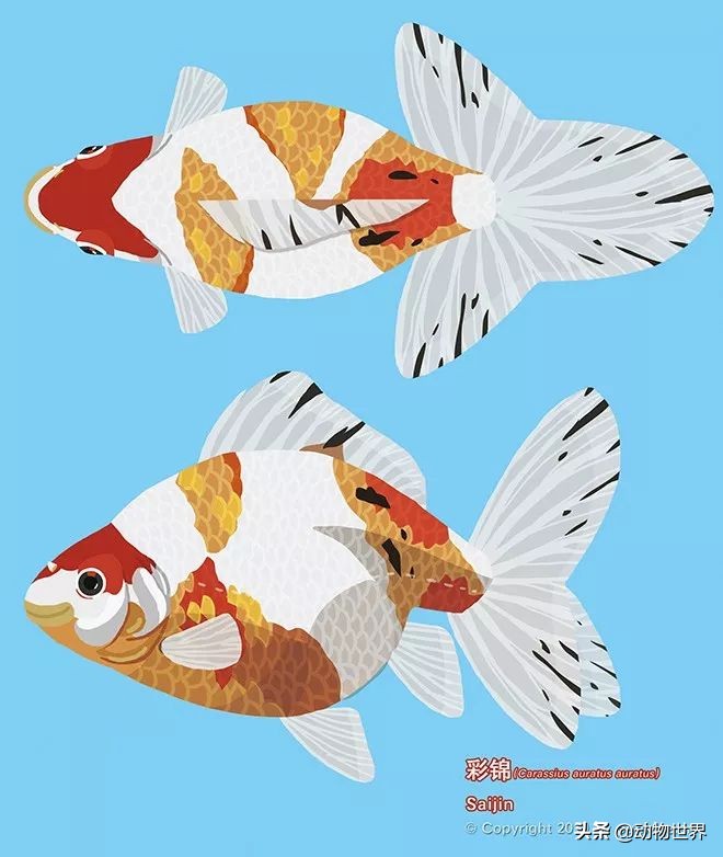 金鱼品种和金鱼图片,金鱼大体型的品种