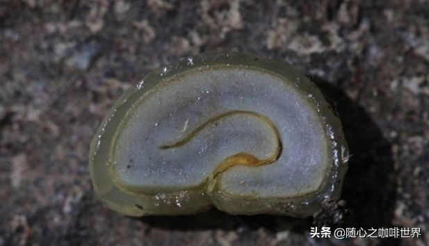 咖啡从采摘到制作过程视频,咖啡采摘加工过程