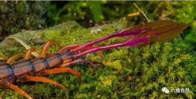 西非蜈蚣,西非的蜈蚣长什么样