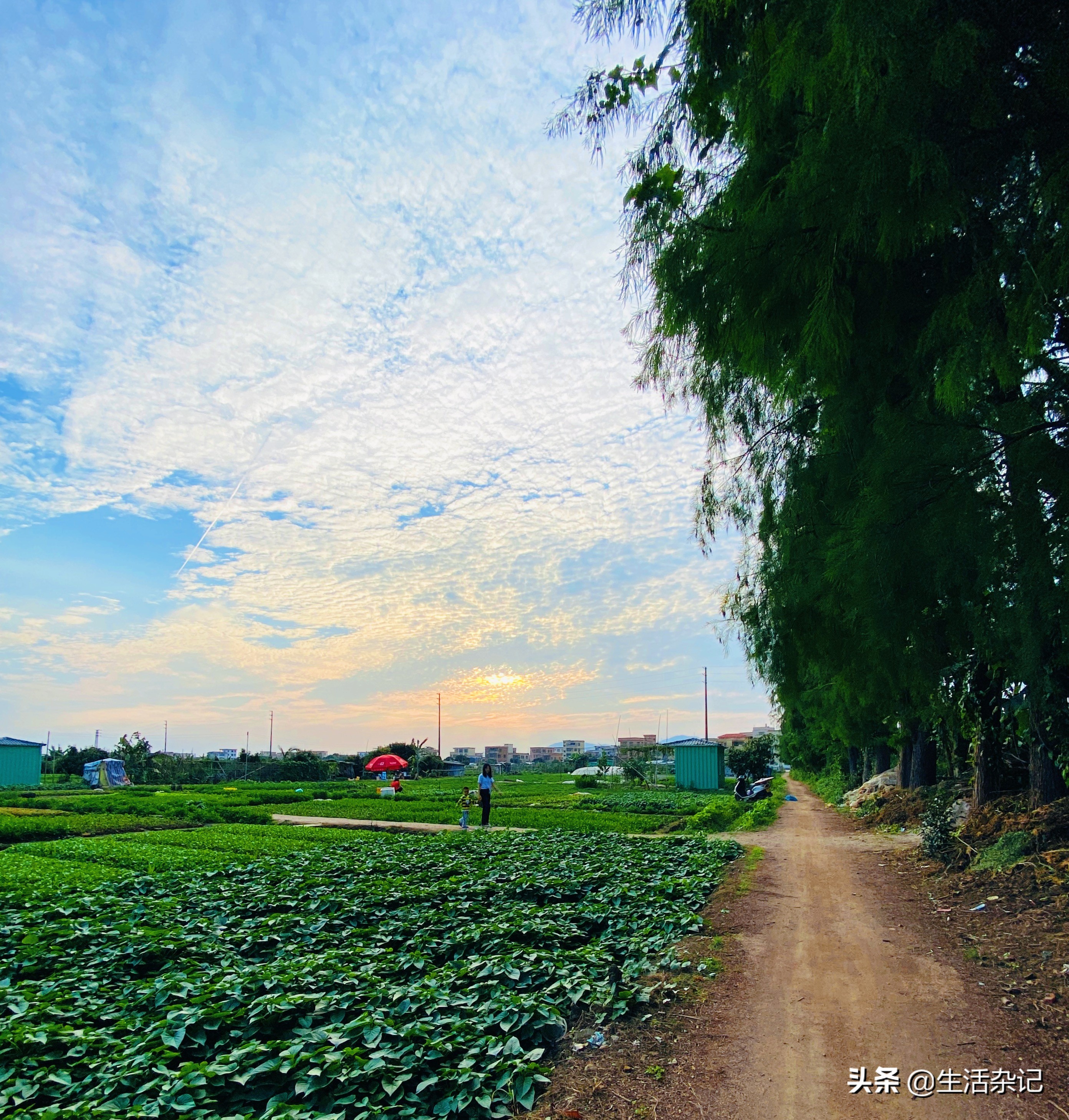 坦洲景色,坦洲街景随拍