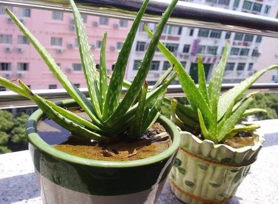 家里装修什么绿植除甲醛,大盆栽植物室内除甲醛