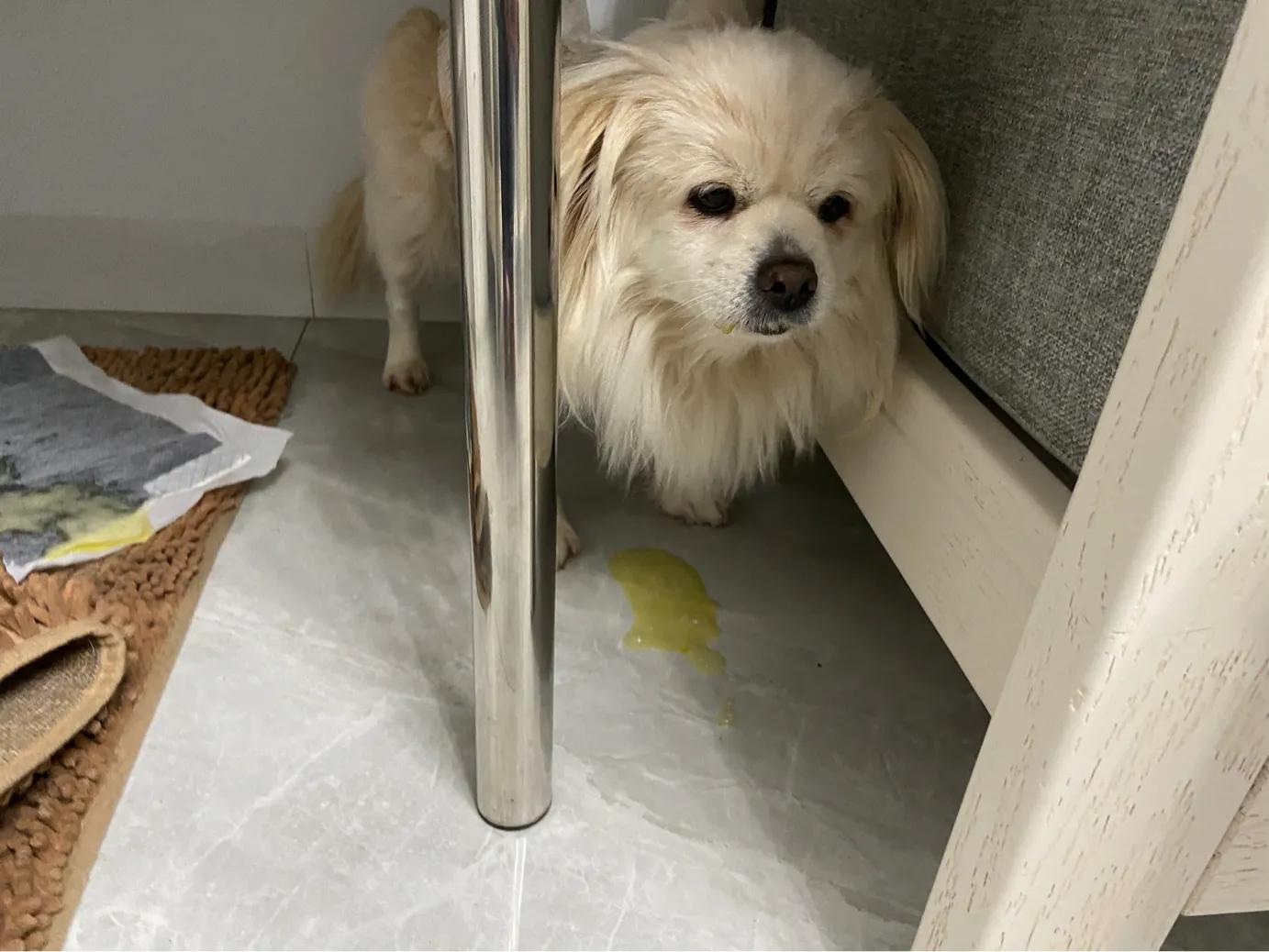 狗狗蓄脓手术需要多久,小狗得了子宫蓄脓