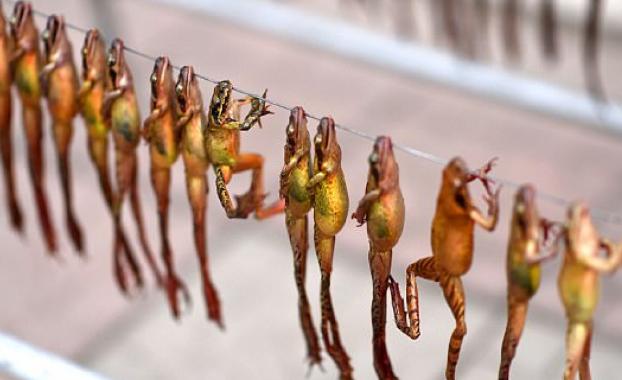 最贵的6种“顶级食材”，家里有矿才吃过，网友：只能远观