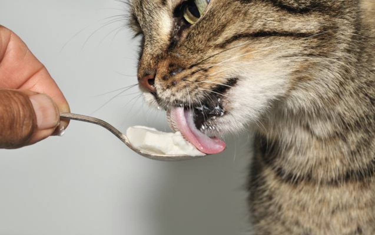 猫主粮做法,猫主粮有哪些种类