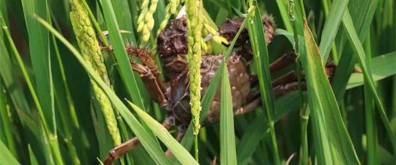 生吃螃蟹营养价值高吗,生吃螃蟹