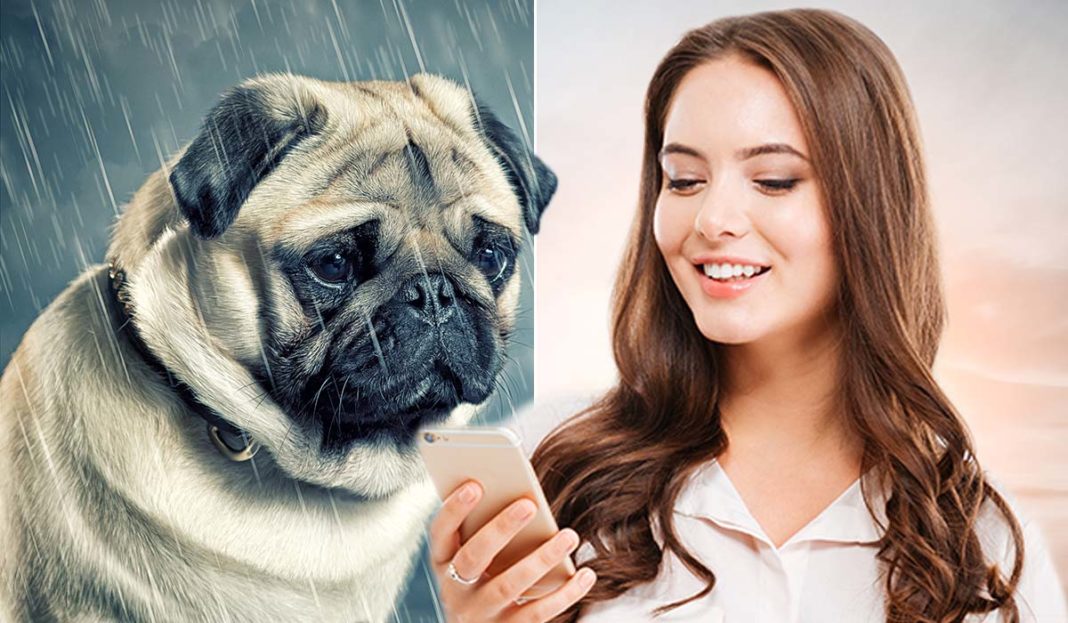 “gaydog”的意思是同性恋狗？gaydog何罪啊？