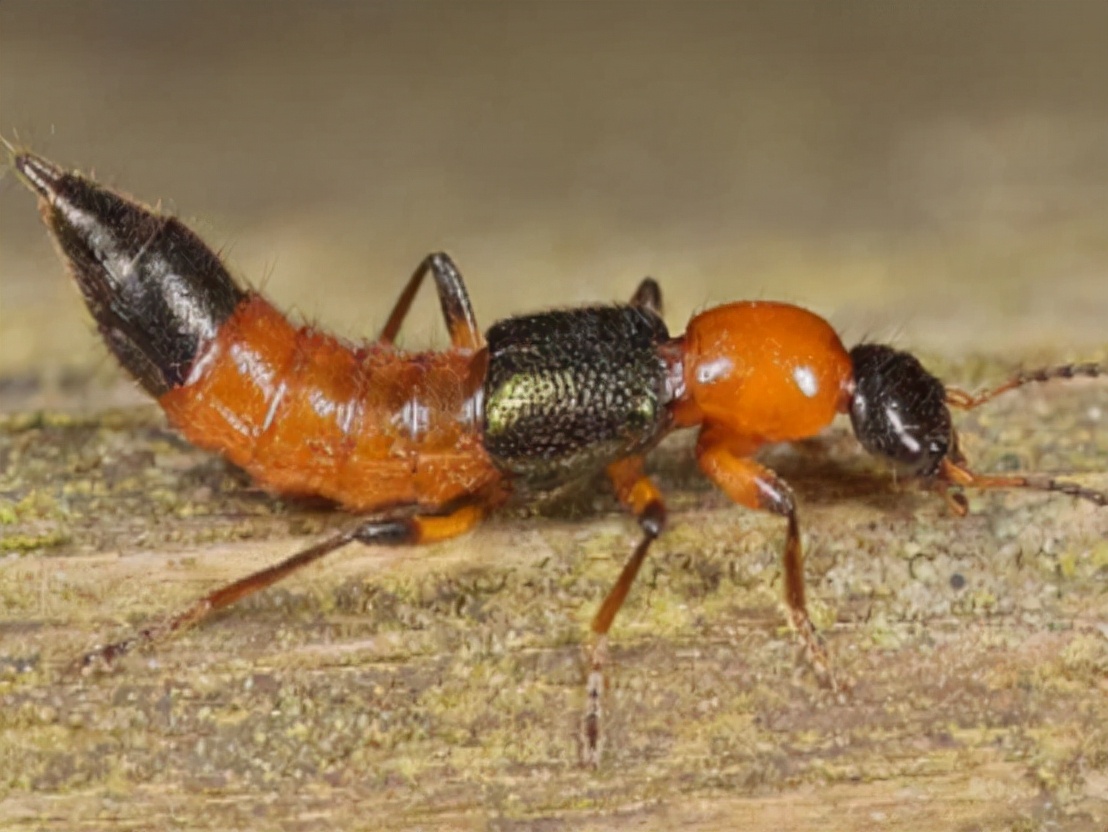 被隐翅虫毒液沾到涂什么药膏,被隐翅虫咬伤特效药