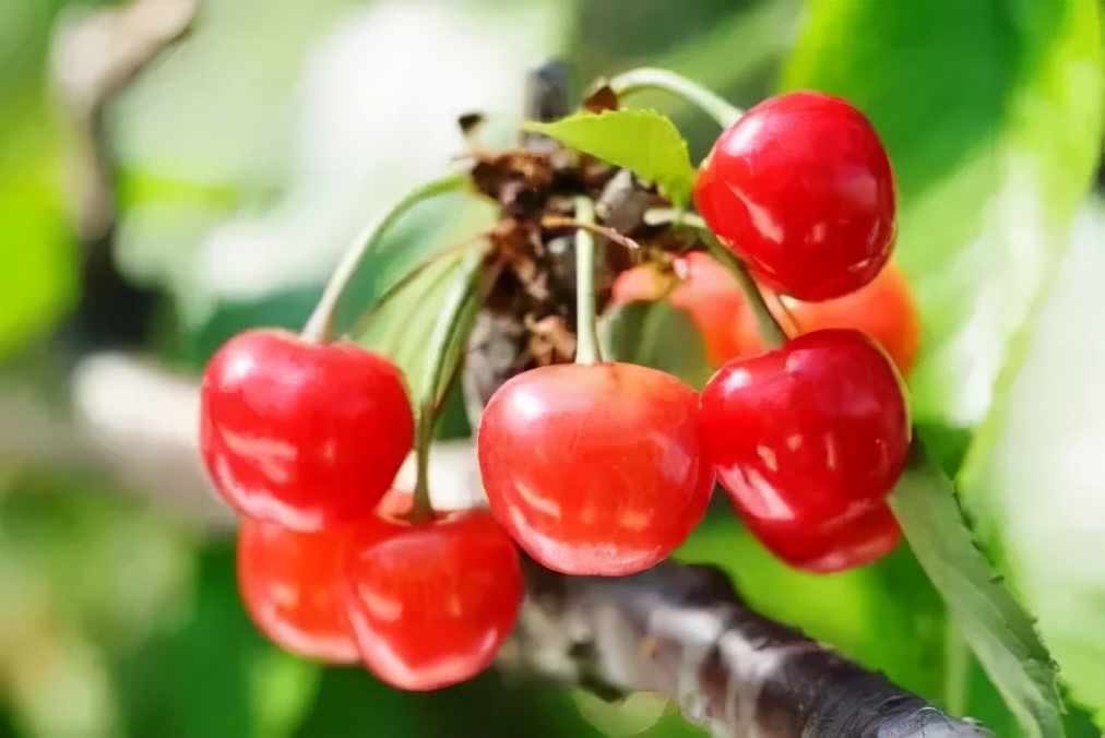 日本特产有哪些值得带的,日本特产有哪些值得带回