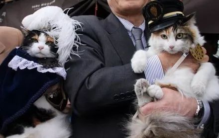 日本猫岛撸猫必备短片,日本东京免费撸猫的地方