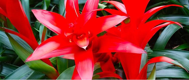 水塔花喜阴喜阳,水塔花固始