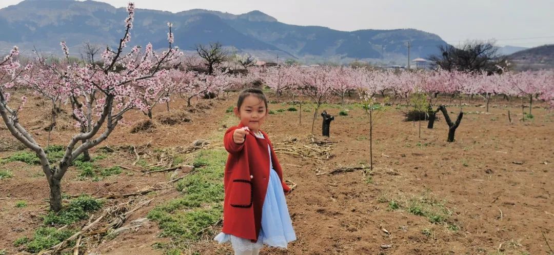 济南3月免费赏花攻略,花都开了济南周边赏花攻略收好