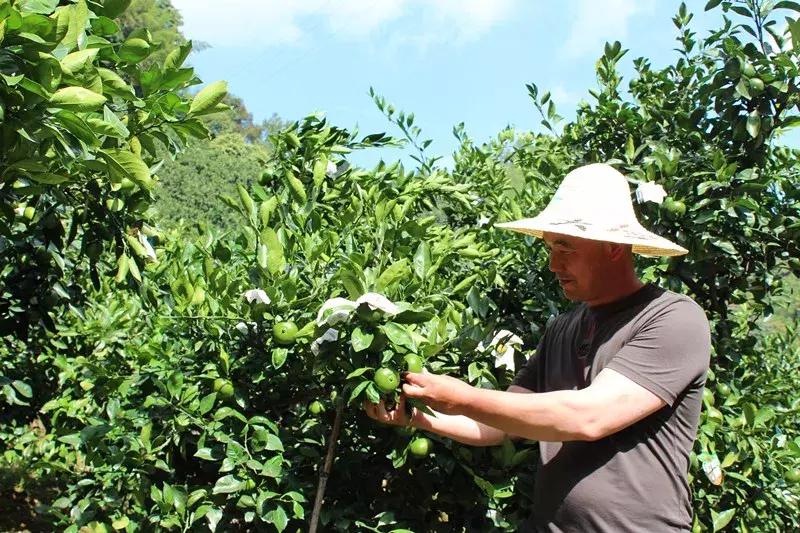 特早蜜桔果园,宜昌现在特早蜜桔行情