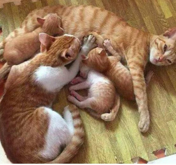 家中金毛生了一窝狗崽，每次喂奶都寸步难行，真是一个头两个大