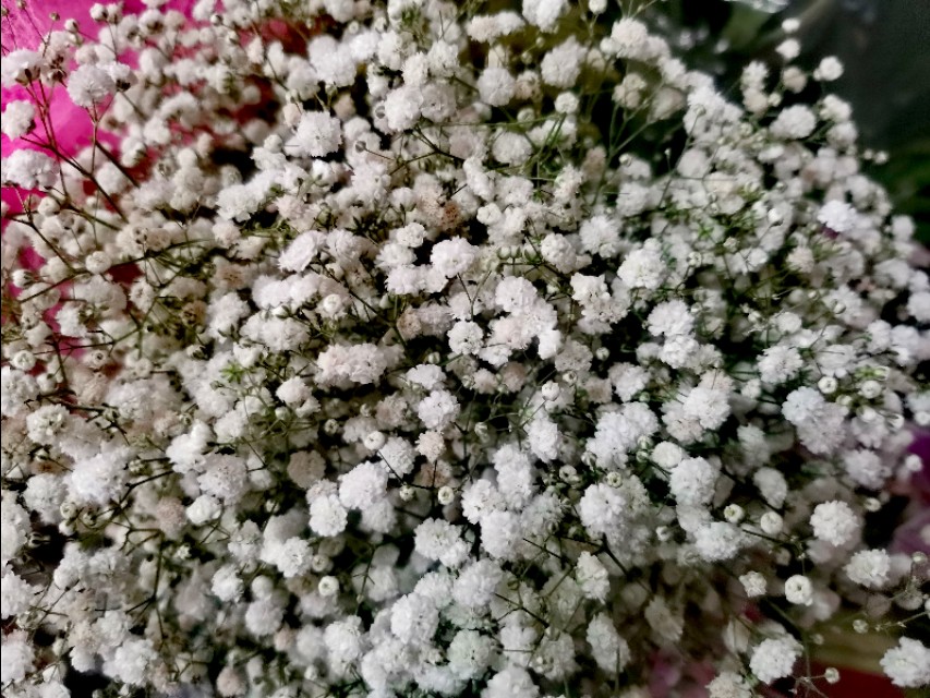 种下“绿叶子” 烤出“黄叶子” 换来“金票子”