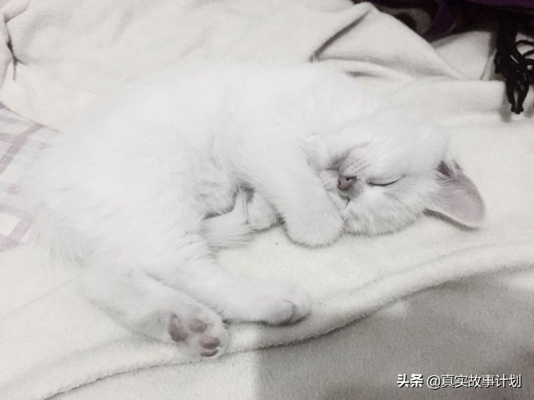 养猫真实故事,负债养猫的真实事例