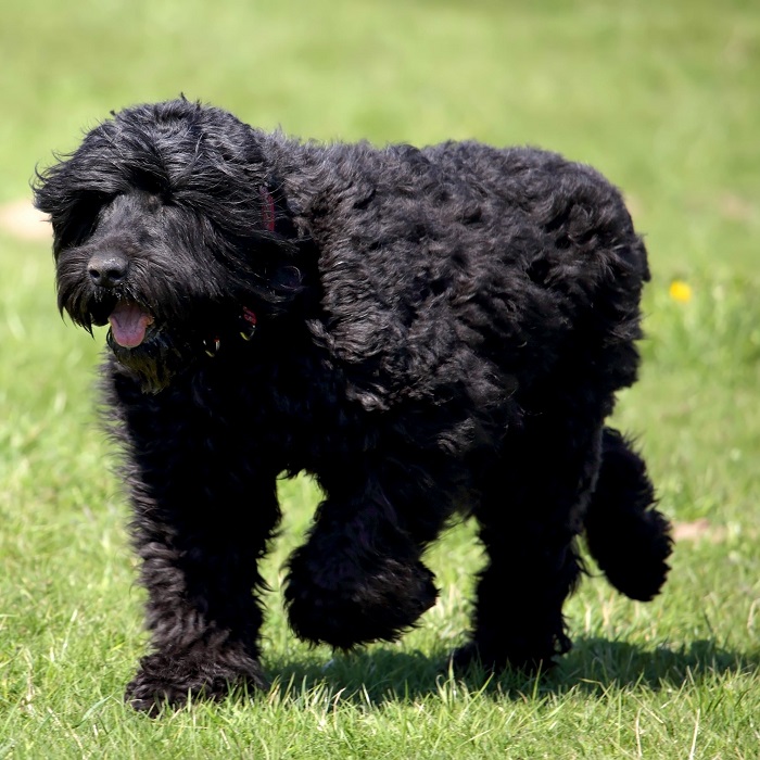 世界上最昂贵的10只狗,世界上最昂贵的狗品种