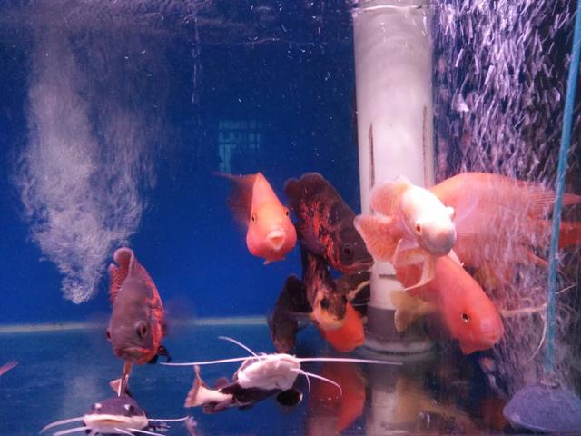 三湖鱼打架,三湖慈鲷鱼打架怎么办