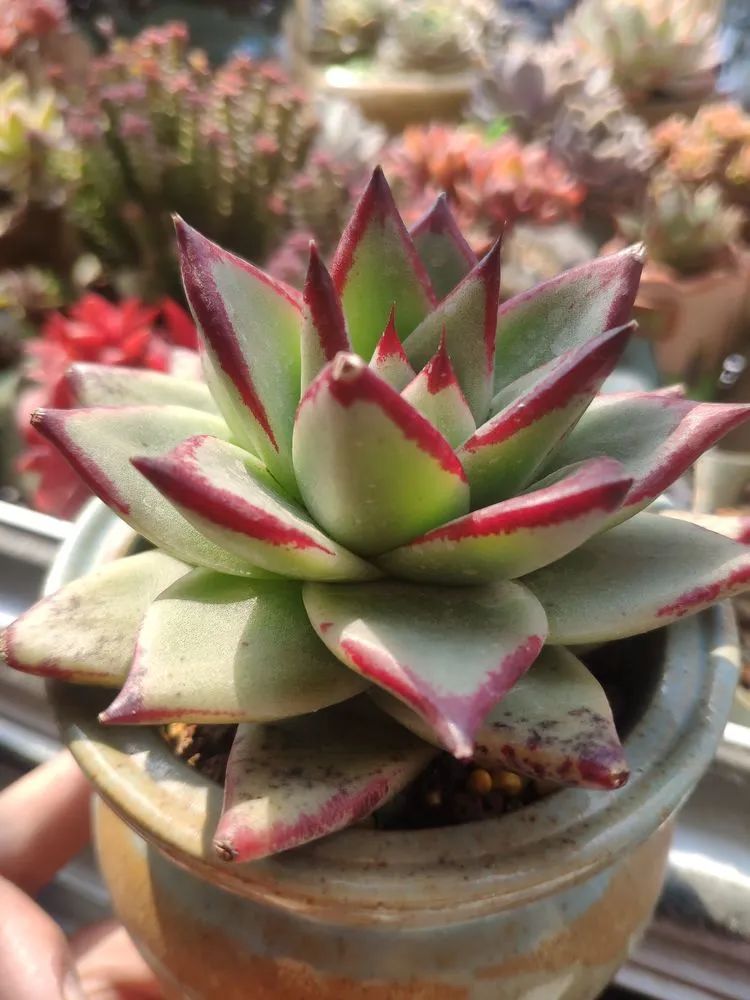 每一棵多肉都承载了一段时光,每一棵多肉都是独一无二