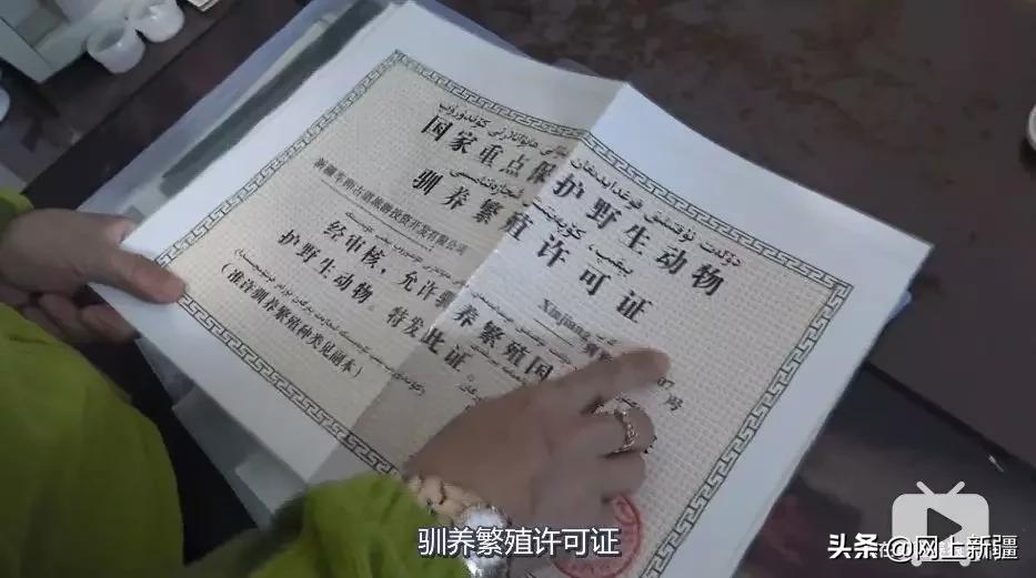 这位“女汉子”在*疆新**，把狼养成了哈士奇，就是经常揍狼的那个