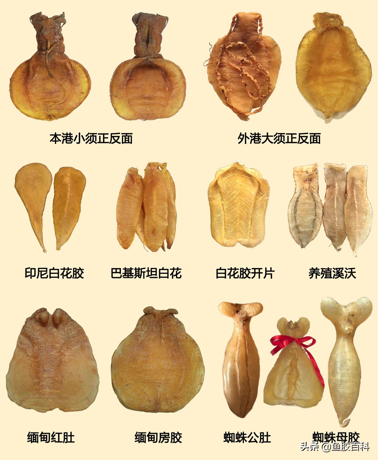 买鱼胶应选什么品种的鱼胶,鱼胶的种类和鉴定方法