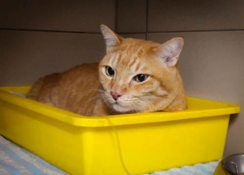 猫咪出现血便怎么办,家猫抓出血了怎样处理