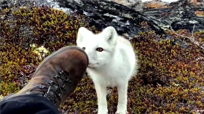 摄影师路遇觅食中的狐狸,摄影师拍到一只可爱的北极狐