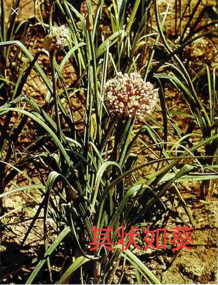 西山经解读,西山经图谱大全