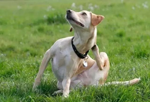 狗狗身上跳蚤反复出现怎么办,狗狗身上有跳蚤有什么处理方法