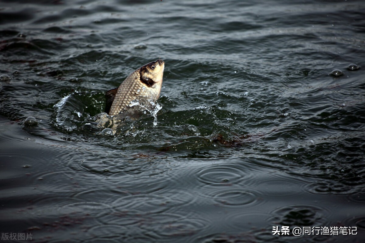 螺旋尾浮漂真的看得清吗,螺旋尾的浮漂看得清楚吗
