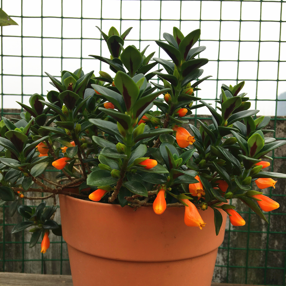 金鱼吊兰经过砍头处理后期怎么养,金鱼吊兰水养怎么长得快