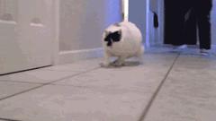 玉米地发现不明液体怎么办,玉米地发现的怪事